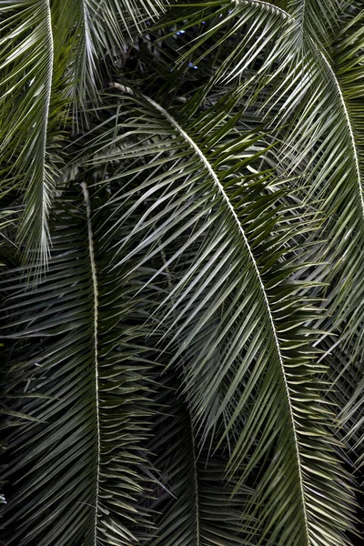 Пальмовые Листья Тропические Экзотические Пальмы Дождевые Леса Растительность Тропических Лесов — стоковое фото