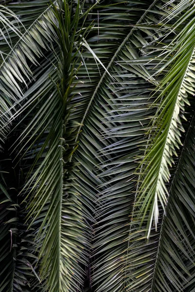 palm leaves - tropical exotic palm - rain forest plants - vegetation of tropical forest