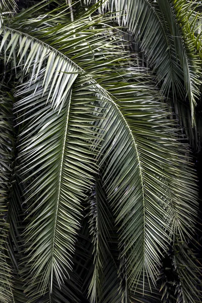 Hojas Palma Palma Tropical Exótica Plantas Selva Tropical Vegetación Selva — Foto de Stock