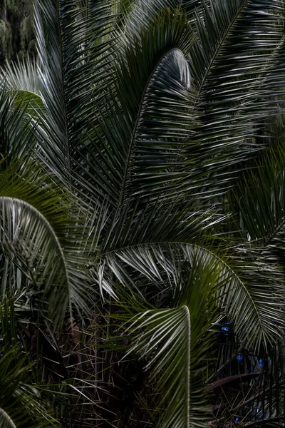 Пальмове Листя Тропічна Екзотична Пальма Дощові Лісові Рослини Рослини Рослинність — стокове фото