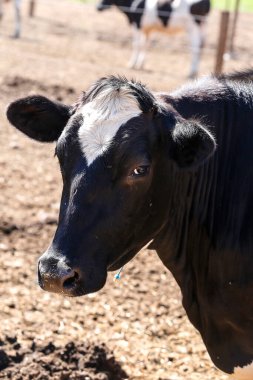 Brezilya, Minas Gerais 'in kırsal kesimindeki bir mandıra çiftliğine hapsedilmiş ineğe yakın çekim