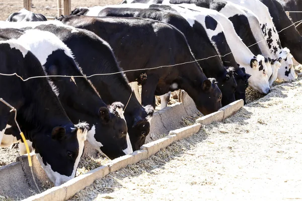 Vacas Confinadas Una Granja Lechera Campo Minas Gerais Brasil —  Fotos de Stock