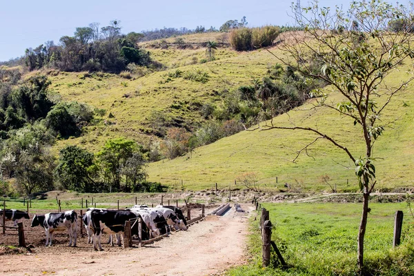 Kor Som Hålls Instängda Mjölkgård Landsbygden Minas Gerais Brasilien — Stockfoto