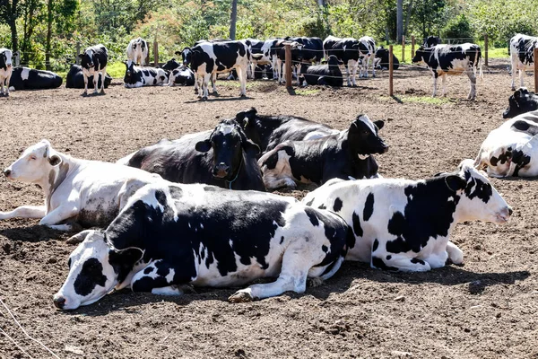 Krowy Trzymane Gospodarstwie Mleczarskim Wsi Minas Gerais Brazylia — Zdjęcie stockowe