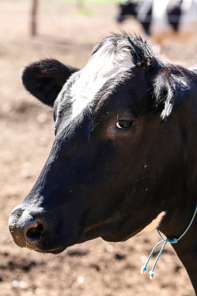 关在巴西米纳斯吉拉斯州农村一个奶牛场的奶牛的近身护理 — 图库照片