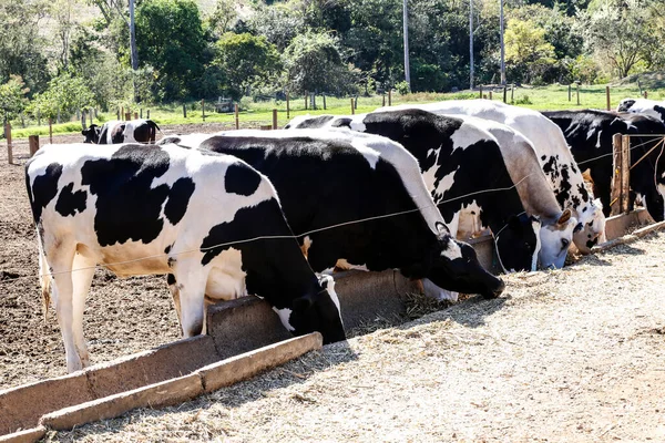 Krávy Uvězněné Mlékárenské Farmě Venkově Minas Gerais Brazílie — Stock fotografie