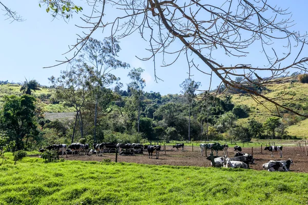 Krowy Trzymane Gospodarstwie Mleczarskim Wsi Minas Gerais Brazylia — Zdjęcie stockowe