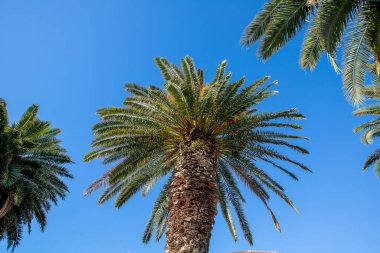 Hırvatistan 'ın Dalmaçya kentindeki Riva limanında sabah saatlerinde Split Eski Kasabası' nda palmiye ağaçları. Arka planda mavi gökyüzü