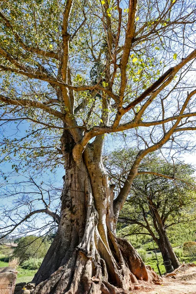Görkemli Incir Ağacı Bitki Cinsi Ficus Büyük Fincan Fazla 750 — Stok fotoğraf