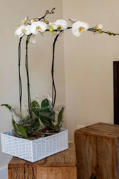 Prachtige Vaas Van Witte Orchideeën Decoreren Woonkamer Een Uur — Stockfoto