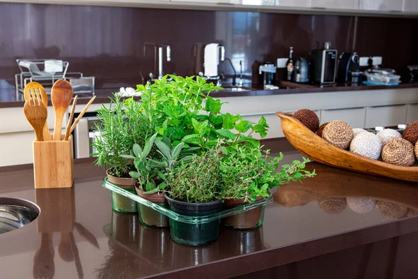 Variedade Ervas Aromáticas Culinárias Vasos Sobre Pia Uma Cozinha Moderna — Fotografia de Stock