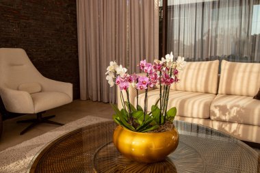 Kanepesi ve orkideleri olan modern bir oturma odası. 