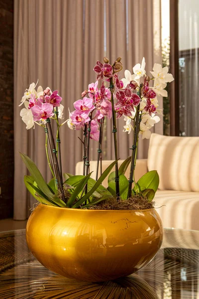 白の美しい花瓶とピンクの蘭の家のリビングルームを飾る — ストック写真