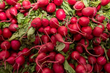 Bir avuç turp. Taze hasat edilmiş, mor renkli turp. Turp yetiştiriyorum. Sebze yetiştiriyorum. Sağlıklı yemek geçmişi. Avrupa turpları (Raphanus sativus)