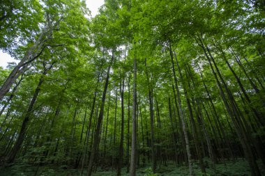 Yaz aylarında akçaağaç ağaçları olan yemyeşil bir orman manzarası. Quebec, Kanada