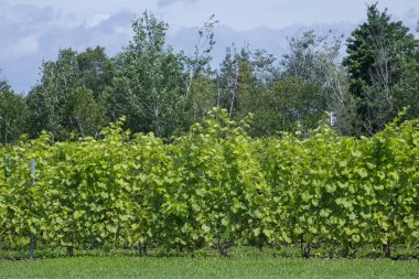 Frontenac üzümleri yetişen üzüm bağları. Quebec, Kanada