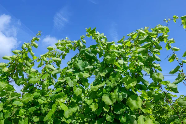 stock image Vineyard with Frontenac grapes growing. Quebec, Canada