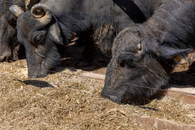 Mandırada yaşayan bufalo (Bubalus bubalis), süt ürünleri çiftliğinde beslenen bir bufalo türü. Brezilya, Minas Gerais 'de siyah bufalo yetiştiriyor.