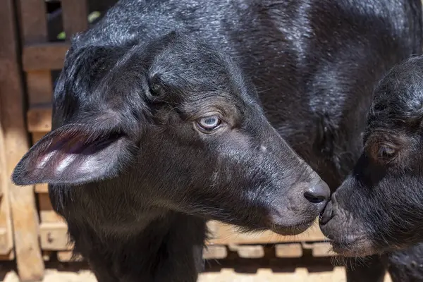 Siyah Bir Sığır Bufalosunun Yakın Çekimi Minas Gerais Brezilya Nın Stok Fotoğraf