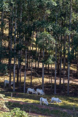 Nelore, Brezilya 'nın Minas Gerais eyaletindeki bir çiftlikteki okaliptüs ağaçlarının arasında çayırda. Şişmanlatmak için sığırlar. Tarım.