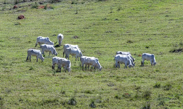 Nelore no pasto de uma fazenda no inner do estado de MInas Gerais Brasil. Gado para engorda. Tarım Kültürü.