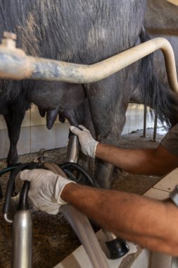 Brezilya 'nın Minas Gerais eyaletinin kırsalındaki buffala inek çiftliğinde otomatik sağma sistemi endüstrisi