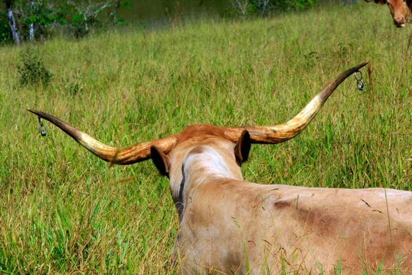 Texas longhorn cattle grazing on pasture. in a ranch on coutryside of Brazil