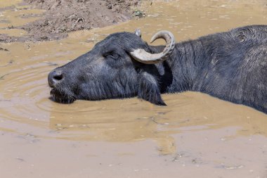 Çiftlikteki çayırlarda su üstünde mandıra ineği. Minas Gerais, Brezilya