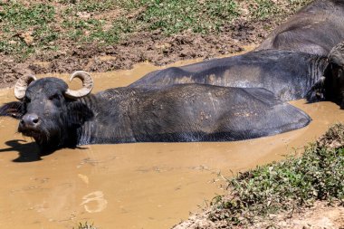 Çiftlikteki çayırlarda su üstünde mandıra ineği. Minas Gerais, Brezilya