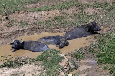 Çiftlikteki çayırlarda su üstünde mandıra ineği. Minas Gerais, Brezilya