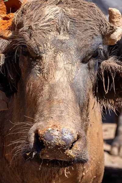 close of dairy water buffalo cow on corral. Minas Gerais, Brazil