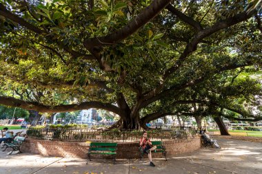 Buenos Aires, Argentina - jan 28, 2024 - Young man looks at his cell phone in the shade of a large fig tree in a park in the neighborhood of La Recoleta in Buenos Aires, Argentina clipart