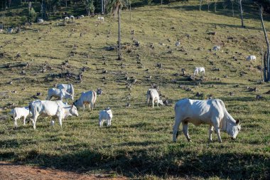 Zebu sığırları, Nelore soyundan, tepenin üzerindeki çayırlarda, alacakaranlıkta. Sao Paulo eyaletinin kırsal kesimi, Brezilya