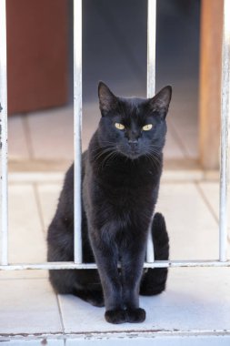 Siyah kedi evin önündeki parmaklıkların arasında oturuyor ve kameraya bakıyor.