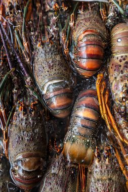Brezilya, Santos 'taki balık pazarında satılık taze ıstakozları kapatın.