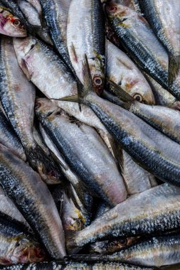 Brezilya, Santos 'taki balık pazarında satılık taze sardalyaları kapatın.