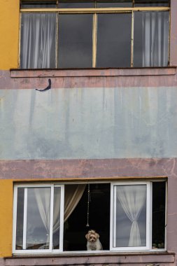 Brezilya 'nın Sao Paulo kentindeki Viaduct Joao Goulart' a (minhocao) bakan komik köpek.