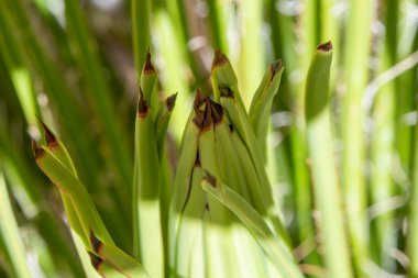 Güzel kirpi agave stricta. Kahverengi dikenli uzun yeşil yapraklar.