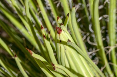 Beautiful hedgehog agave  stricta. Long green leaves with brown thorn. clipart