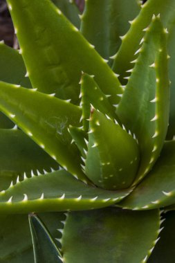Agave fabrikasının ayrıntıları. Agave bitki tropikal kuraklık dayanıklılığının keskin dikenleri vardır. Seçici odak
