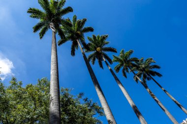 Ramos de Azevedo Meydanı 'nın İmparatorluk Palmiye ağaçları Anhangabau Vadisi ile Sao Paulo Belediye Tiyatrosu arasında yer alır.