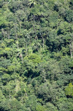 Atlantik Ormanı manzarası, Serra 'nın yolları daha kötü. Sao Paulo eyaletinin kıyısında. Brazi