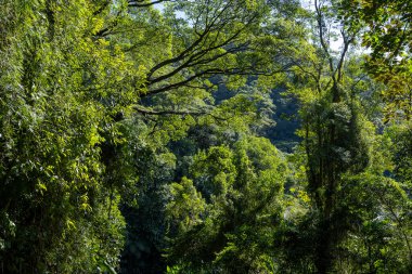 Atlantik Ormanı manzarası, Serra 'nın yolları daha kötü. Sao Paulo eyaletinin kıyısında. Brazi