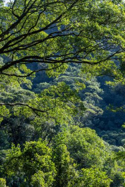 Atlantik Ormanı manzarası, Serra 'nın yolları daha kötü. Sao Paulo eyaletinin kıyısında. Brazi