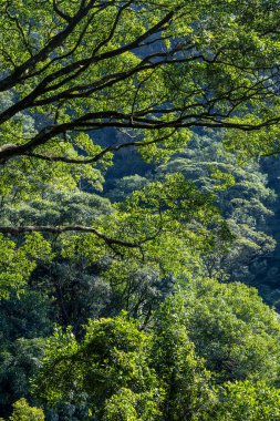 Atlantik Ormanı manzarası, Serra 'nın yolları daha kötü. Sao Paulo eyaletinin kıyısında. Brazi
