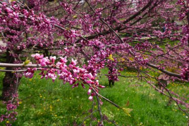 Nisan 'da çiçek açan pembe Cercis kanadensis' i kapatın.