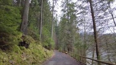 A forest path in the mountains of Ukraine. High mountain lake Synevyr. Spruce trees in the mountains. View of pines and firs. Tree tops in the forest. View from the bottom up.