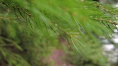 A forest path in the mountains of Ukraine. High mountain lake Synevyr. Spruce trees in the mountains. View of pines and firs. Tree tops in the forest. View from the bottom up.