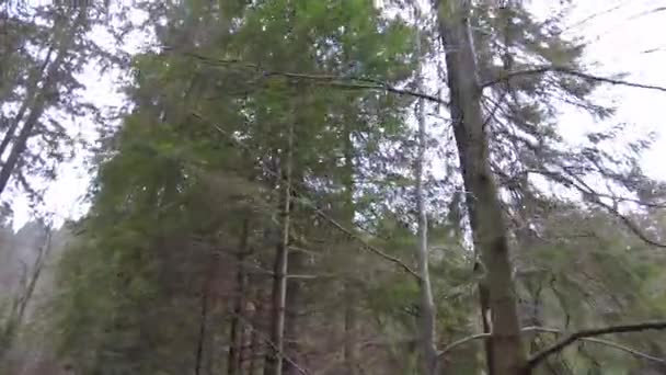 乌克兰山区的一条森林小径 高山湖Synevyr 山中的云杉树 松树和冷杉的景色 树梢在森林里 从下往上看 — 图库视频影像