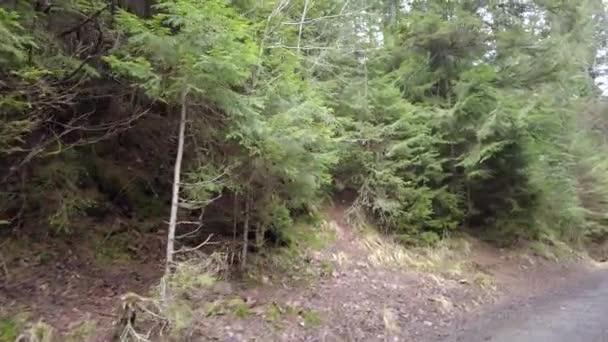 乌克兰山区的一条森林小径 高山湖Synevyr 山中的云杉树 松树和冷杉的景色 树梢在森林里 从下往上看 — 图库视频影像